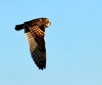Short-eared Owl