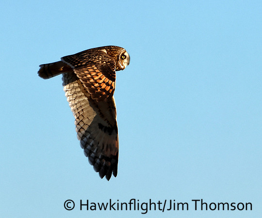 Short-eared Owl