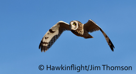 Short-eared Owl