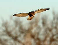 Short-eared Owl