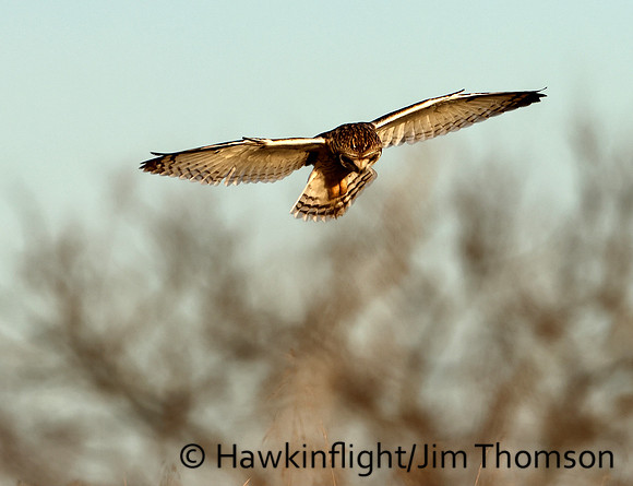 Short-eared Owl