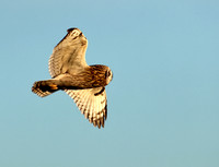Short-eared Owl