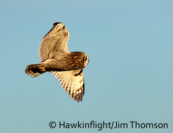 Short-eared Owl