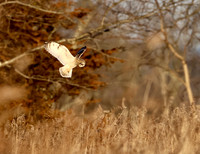 Short-eared Owl
