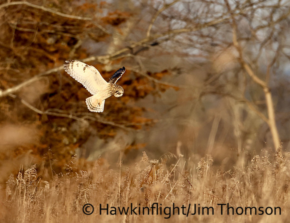 Short-eared Owl