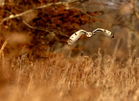 Short-eared Owl