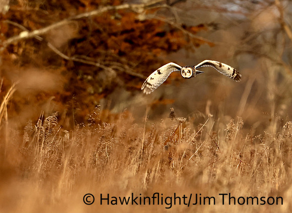 Short-eared Owl