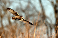 Short-eared Owl