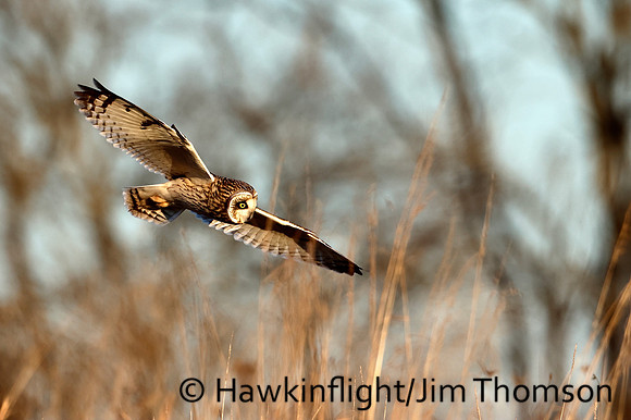 Short-eared Owl
