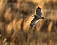 Short-eared Owl