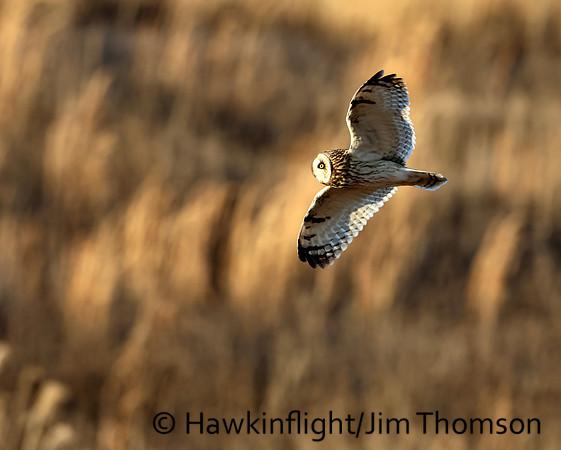 Short-eared Owl