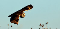 Short-eared Owl