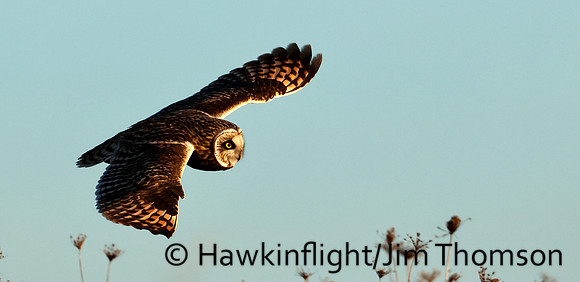 Short-eared Owl