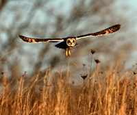 Short-eared Owl