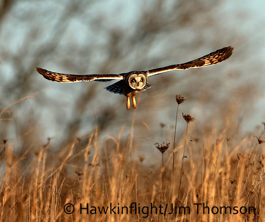 Short-eared Owl