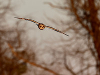 Short-eared Owl