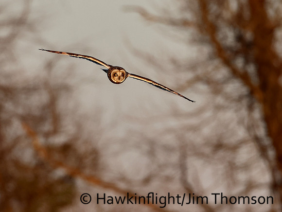Short-eared Owl