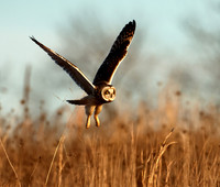 Short-eared Owl