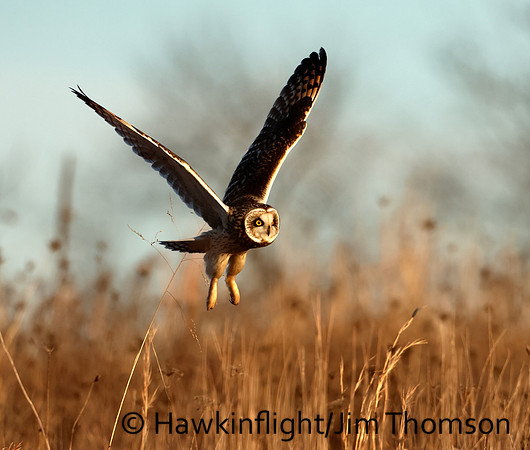 Short-eared Owl