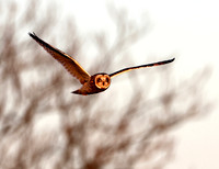 Short-eared Owl