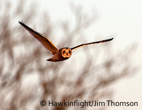 Short-eared Owl