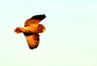 Short-eared Owl