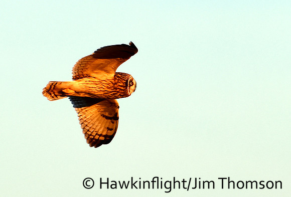 Short-eared Owl