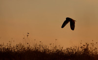 Short-eared Owl