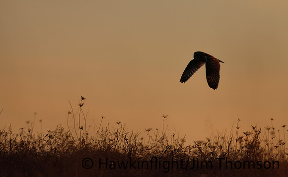 Short-eared Owl