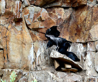 Cliff nesting Ravens- YNP