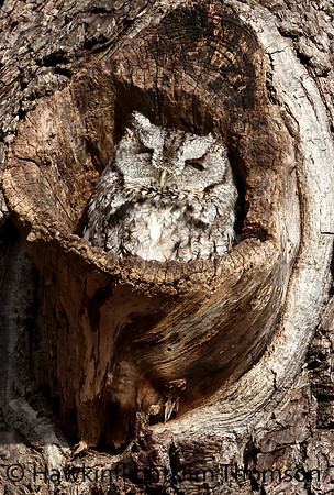 Screech Owl