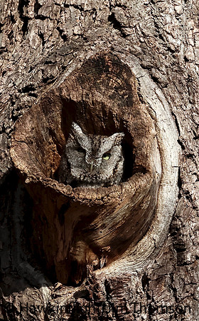 Screech Owl