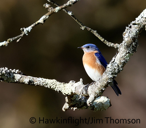 Eastern Bluebird