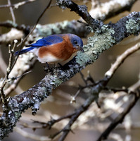 Eastern Bluebird