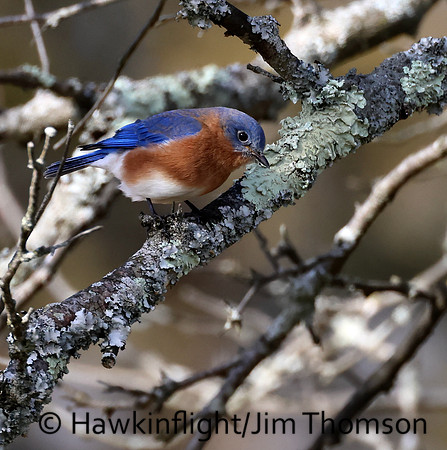 Eastern Bluebird