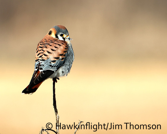 American Kestrel