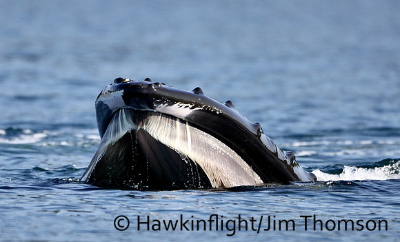 Humpback Whale