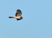 Northern Harrier