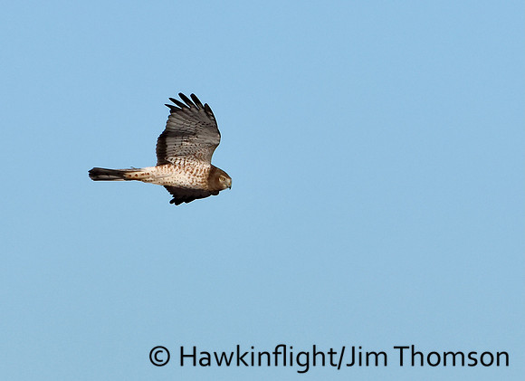 Northern Harrier