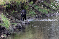 Grey Wolves
