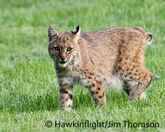 Bobcat