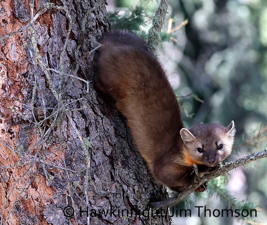 Pine Marten