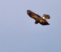 Northern Harrier