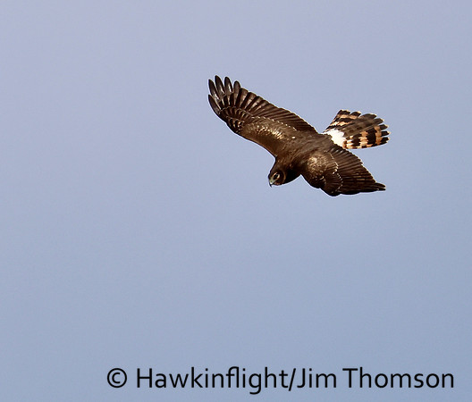 Northern Harrier