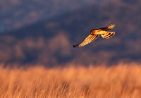 Northern Harrier