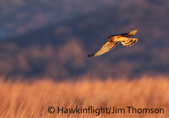 Northern Harrier