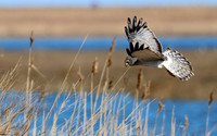 Northern Harrier