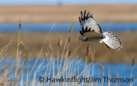 Northern Harrier