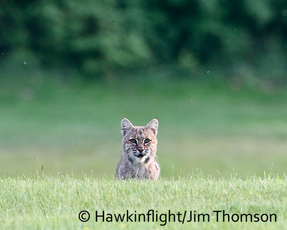 Bobcat