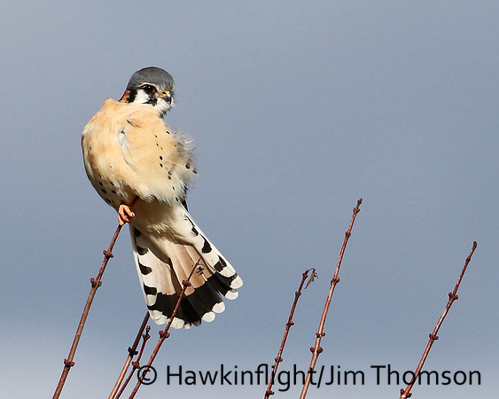 American Kestrel